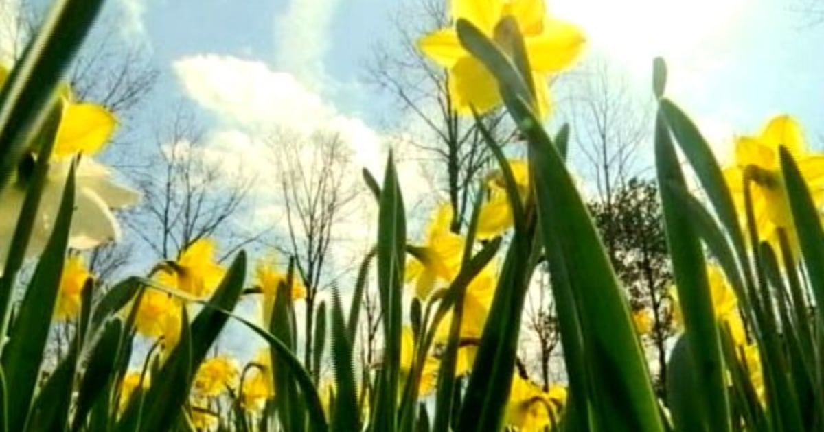 Ga. gardener has largest daffodil display in US